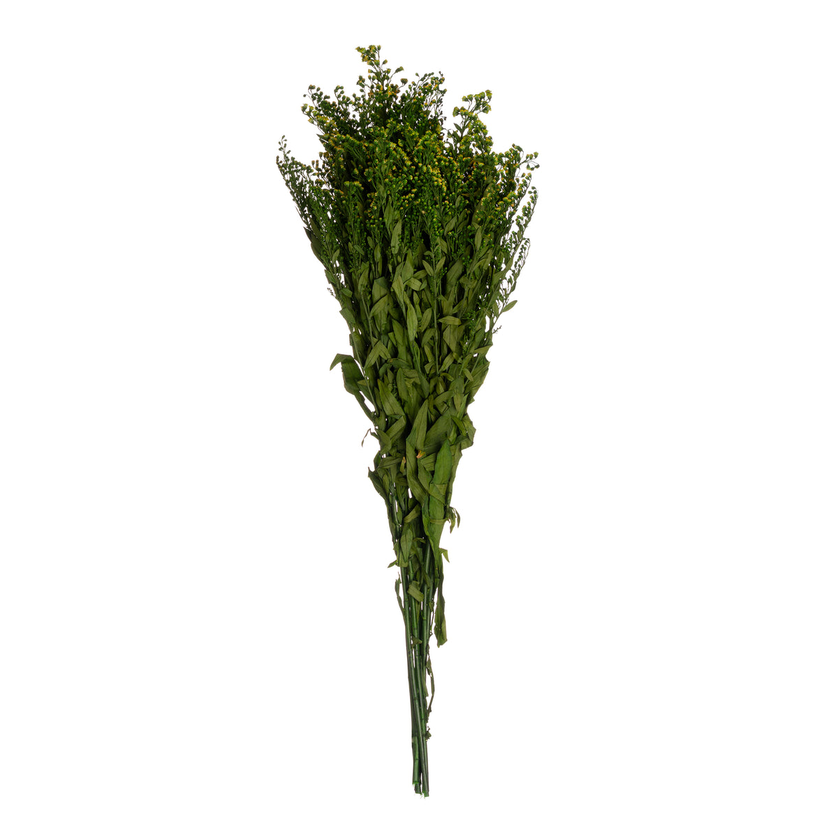 Solidago