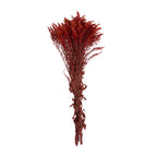 Solidago