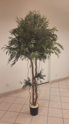 Nicoly Crown tree