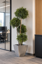 Nicoly-Baum mit 4 Kugeln