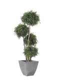 4 spheres Nicoly tree