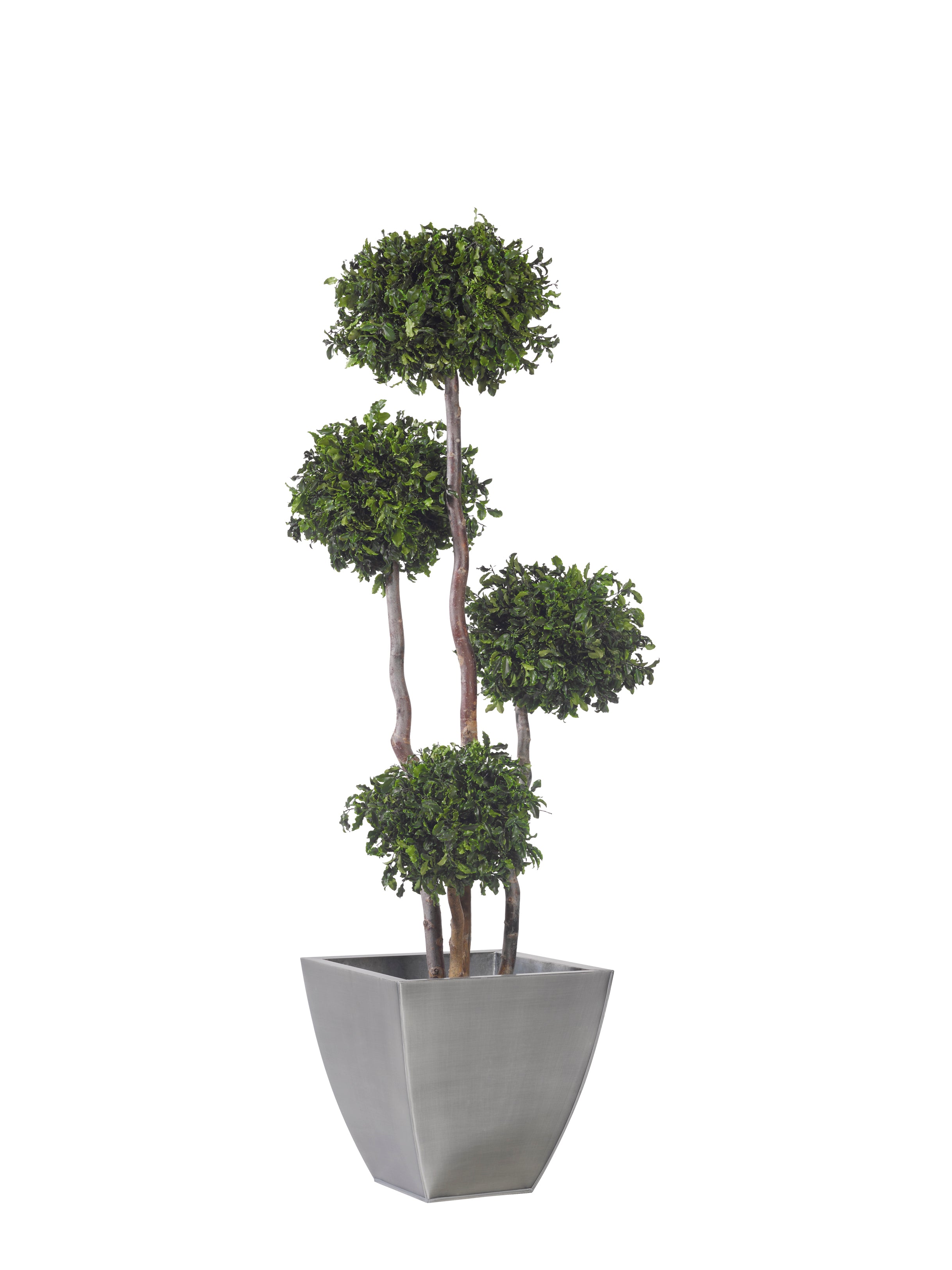 4 spheres Pittosporum tree