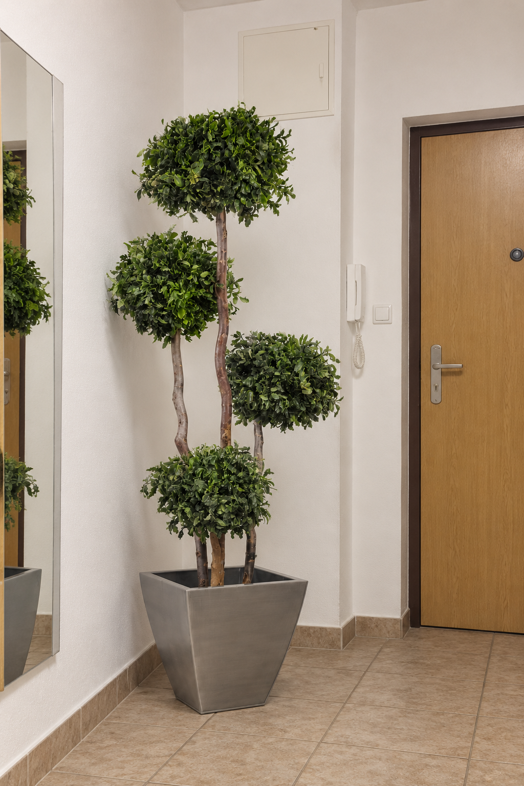 Pittosporum-Baum mit 4 Kugeln