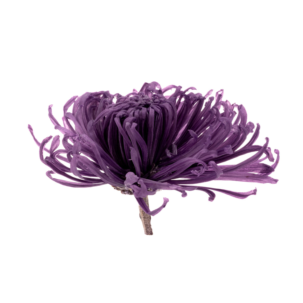 Chrysantheme Anastasia