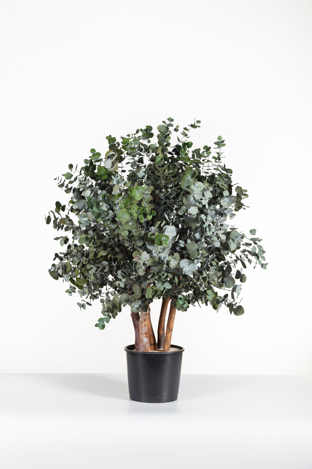 Cinerea Bush