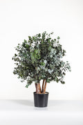 Cinerea Bush
