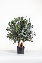 Cinerea Bush