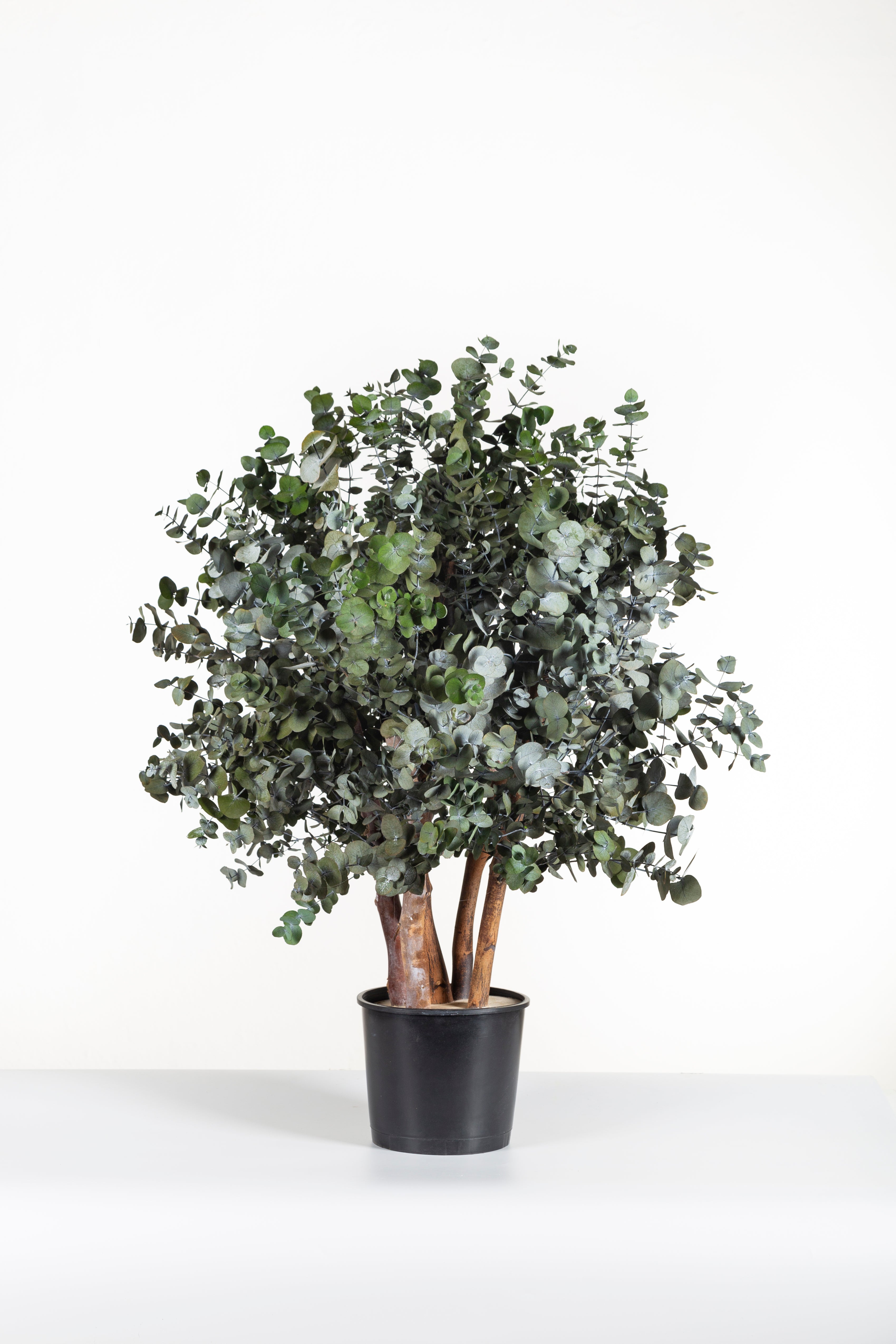 Cinerea Bush