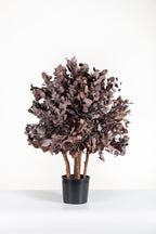 Cinerea Bush