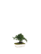 Juniperus-Bonsai