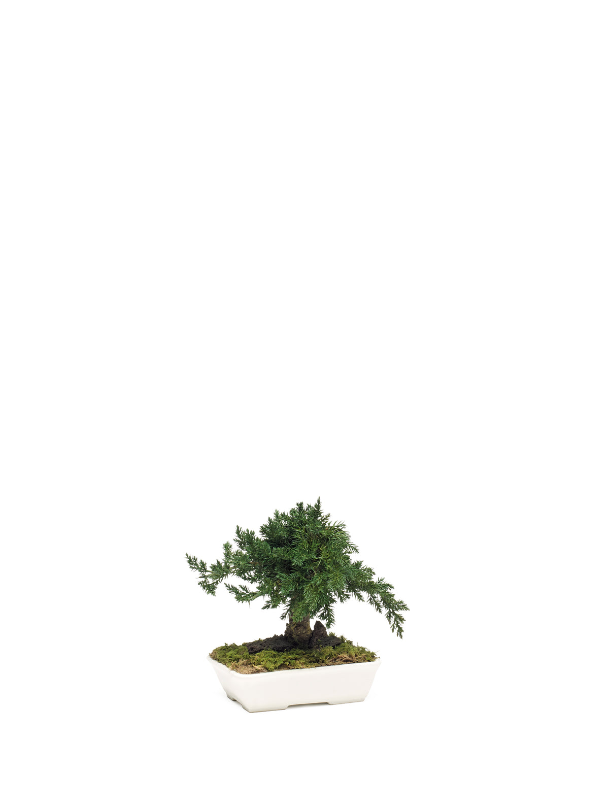 Juniperus-Bonsai