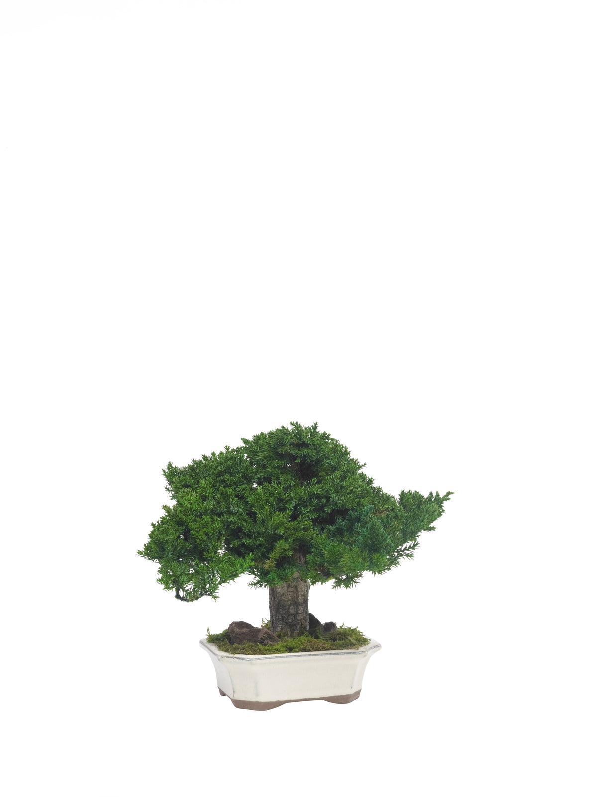 Juniperus-Bonsai