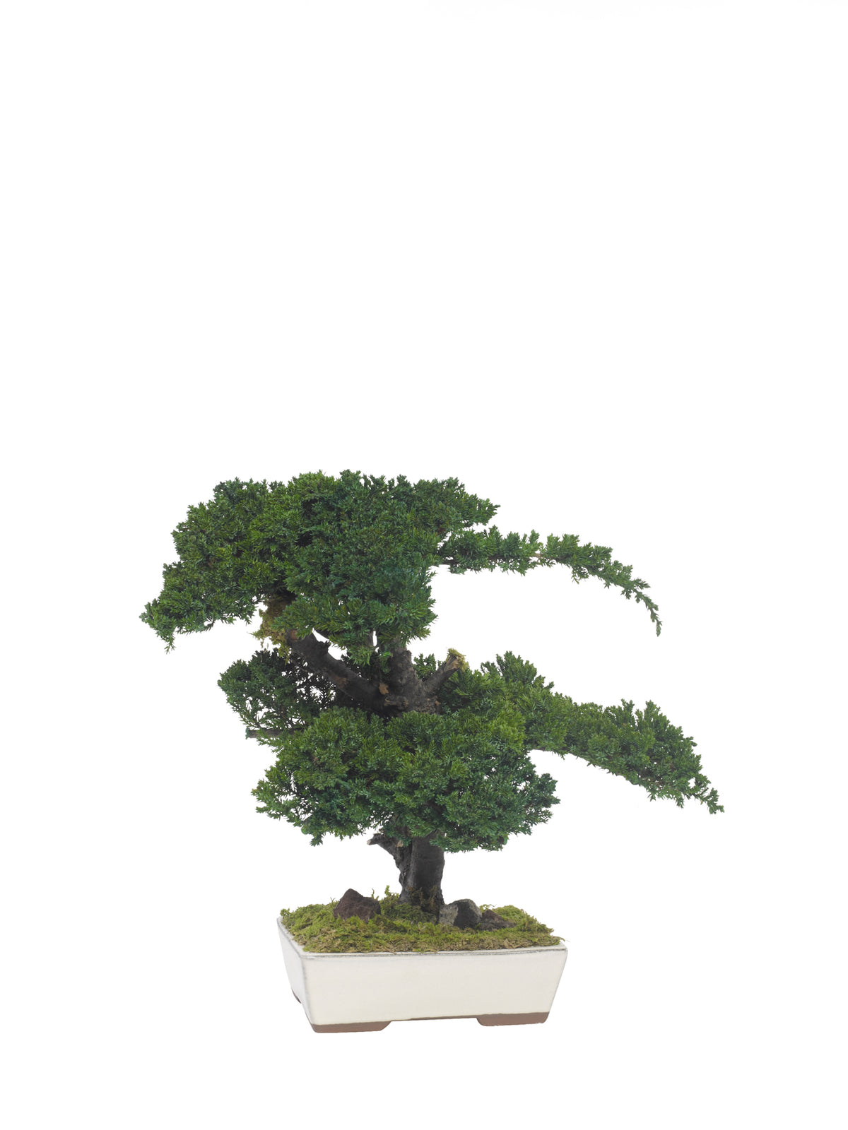 Juniperus-Bonsai