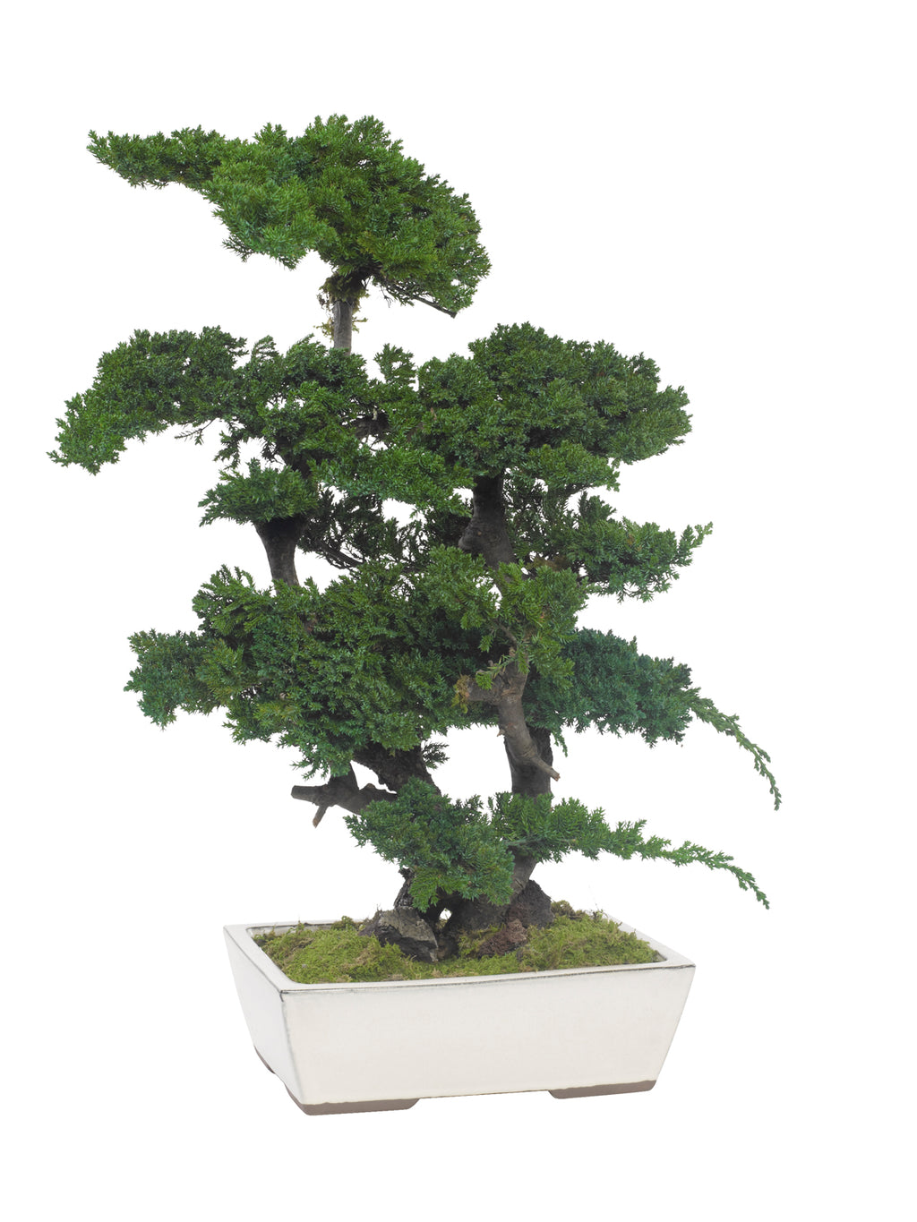 Juniperus Bonsai