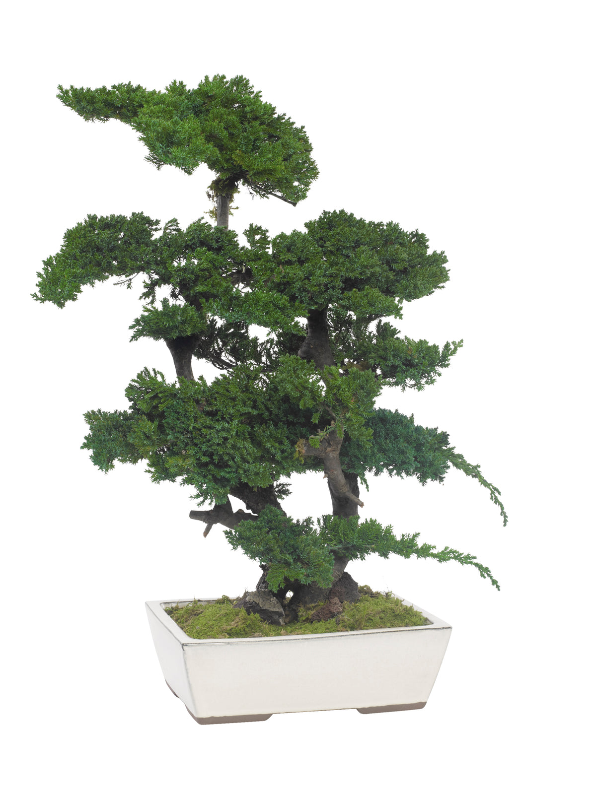 Juniperus-Bonsai