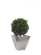 Simple Topiary Pittosporum sphere