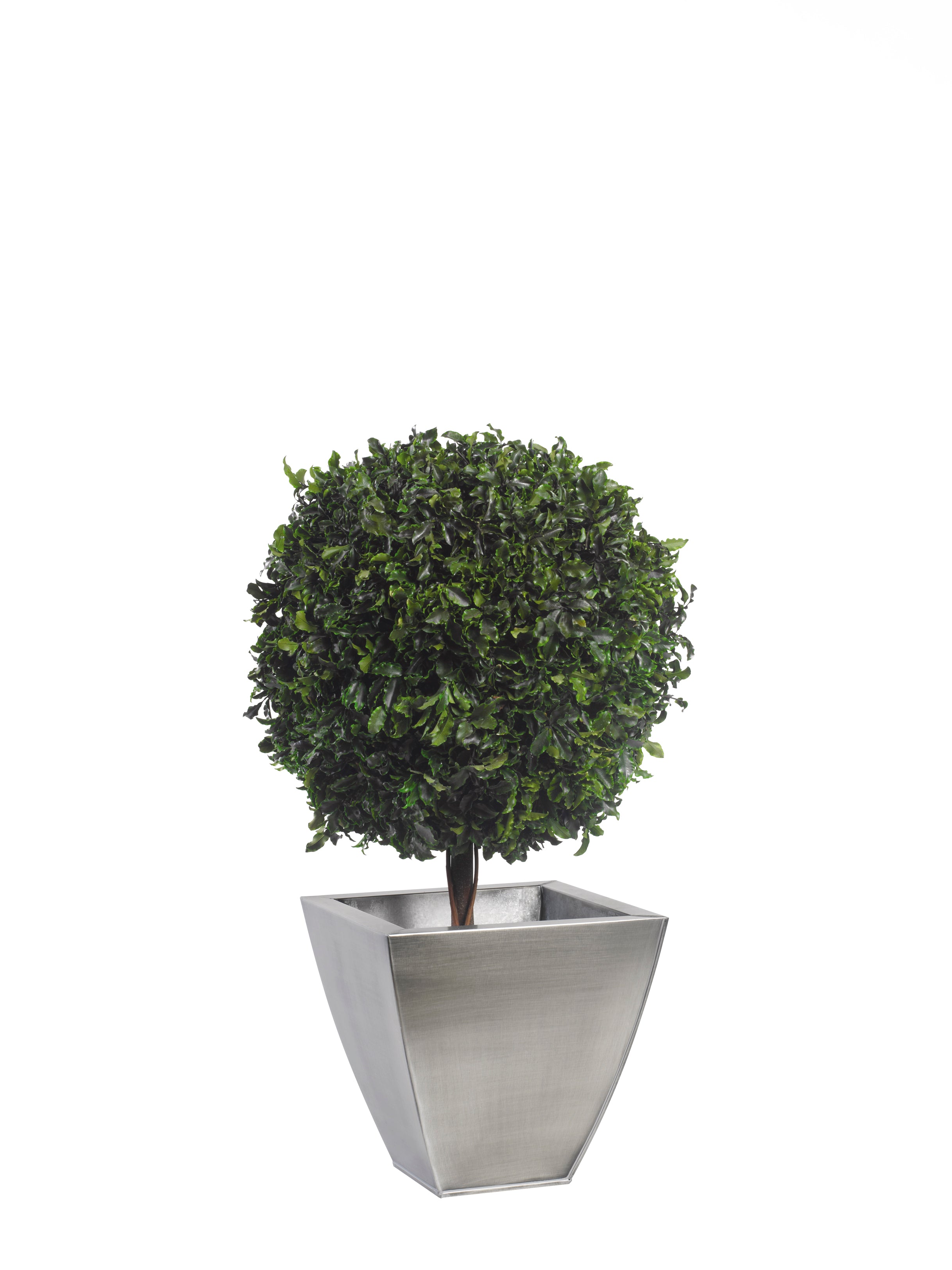 Simple Topiary Pittosporum sphere