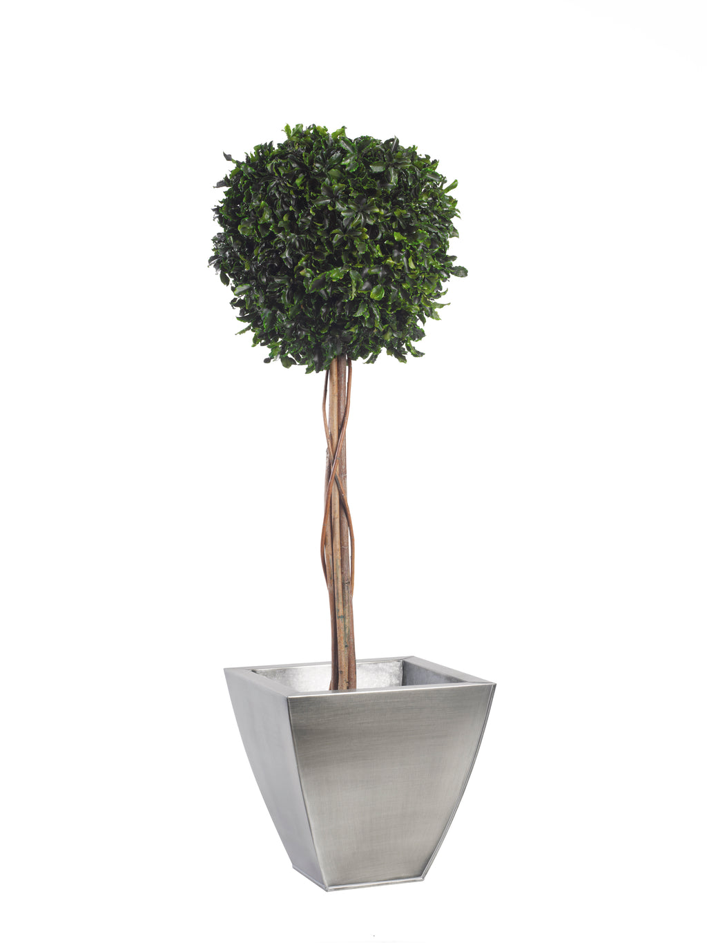 Simple Topiary Pittosporum sphere