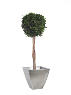 Simple Topiary Pittosporum sphere