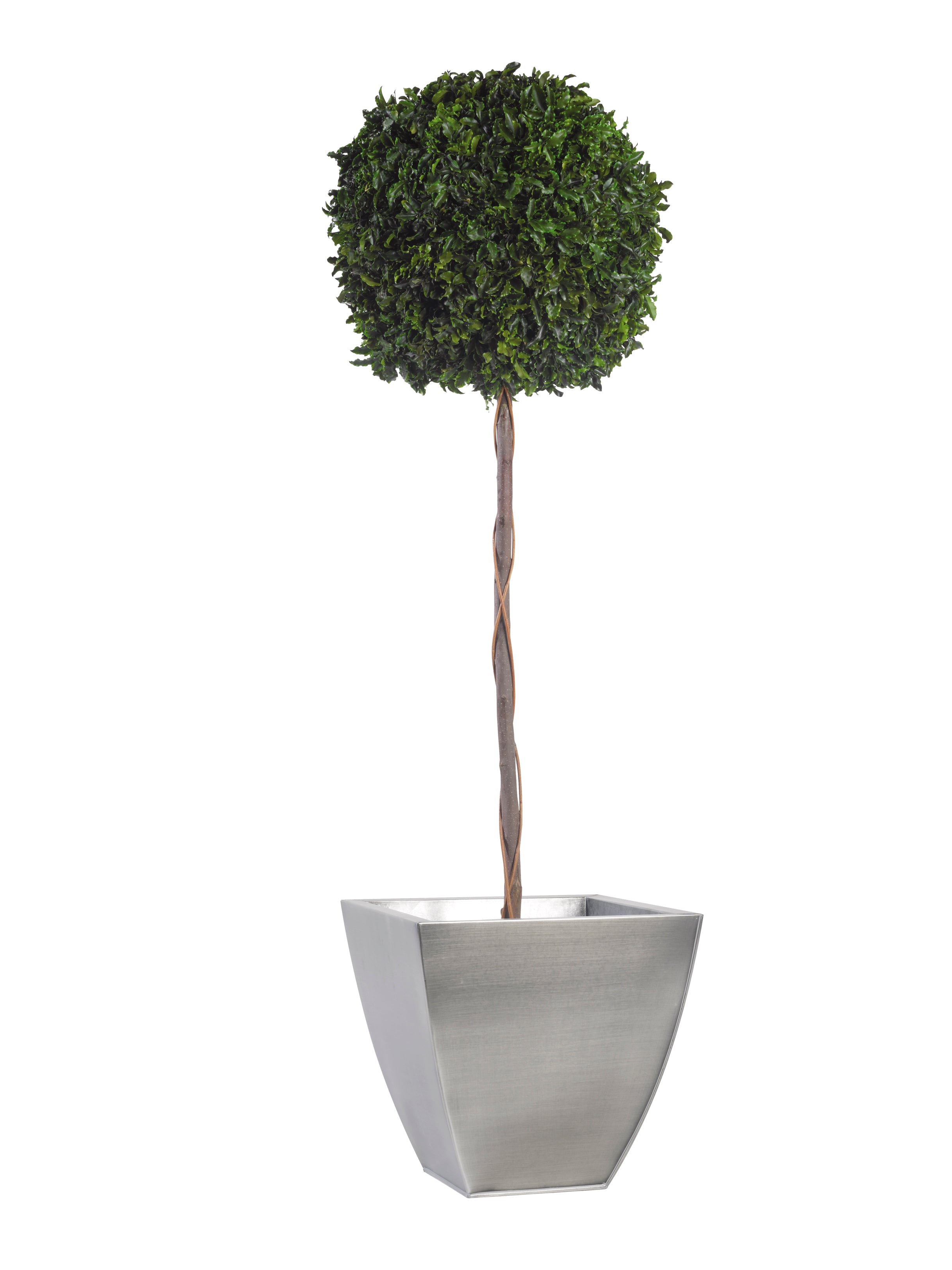 Simple Topiary Pittosporum sphere