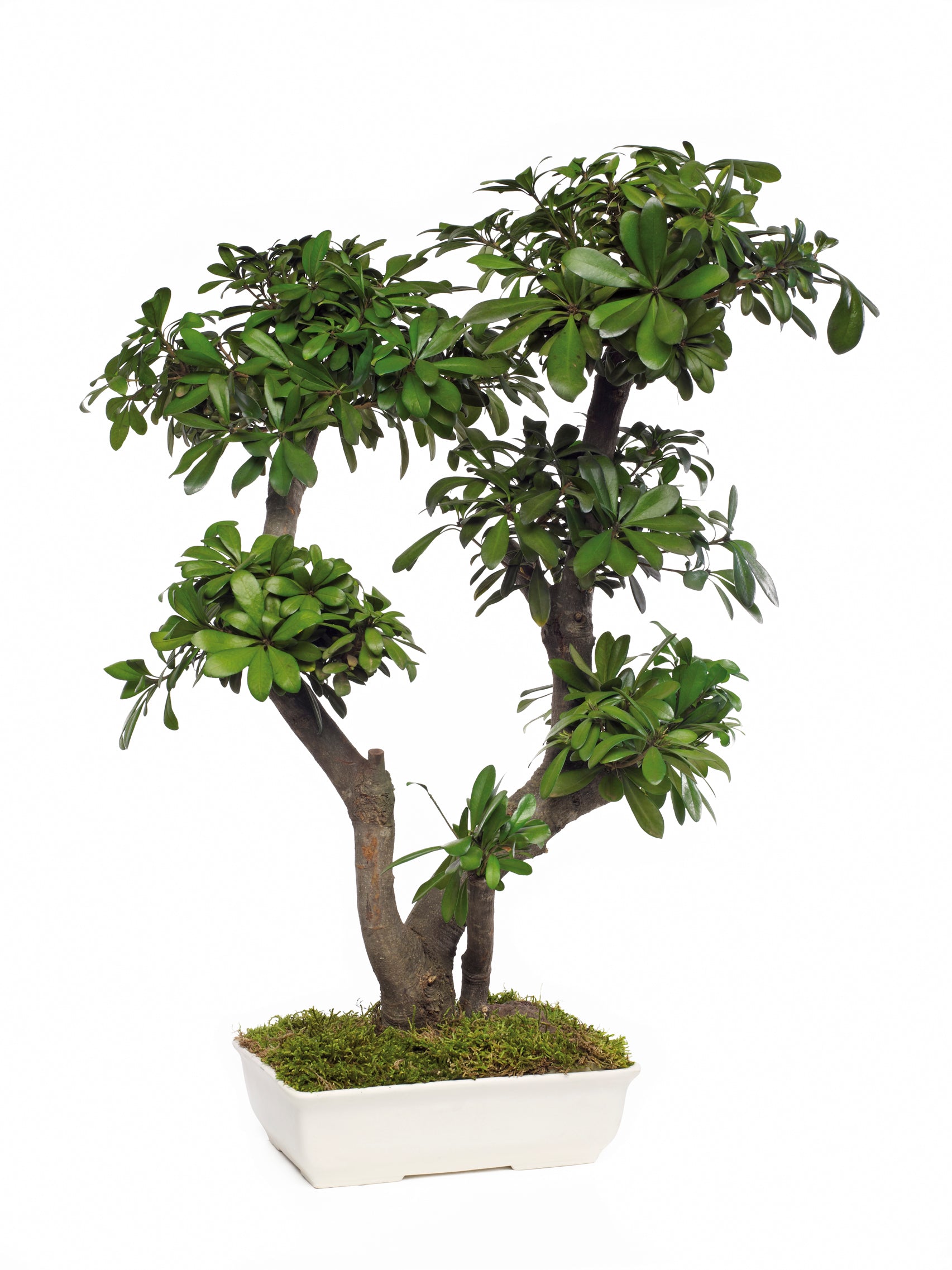 Tobira Bonsai