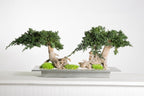 Juniperus vine root Bonsai