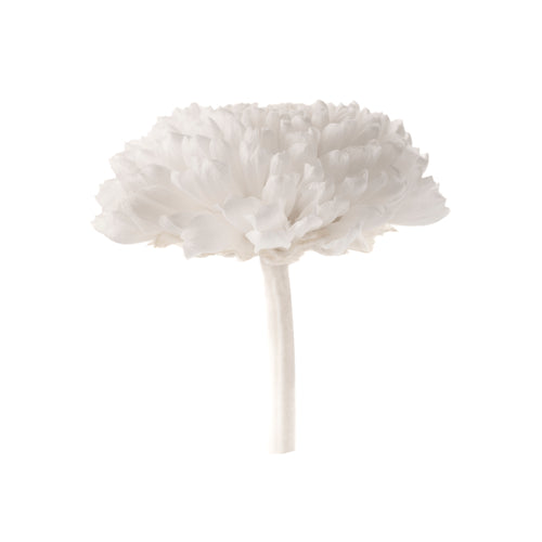 Chrysantheme Focus