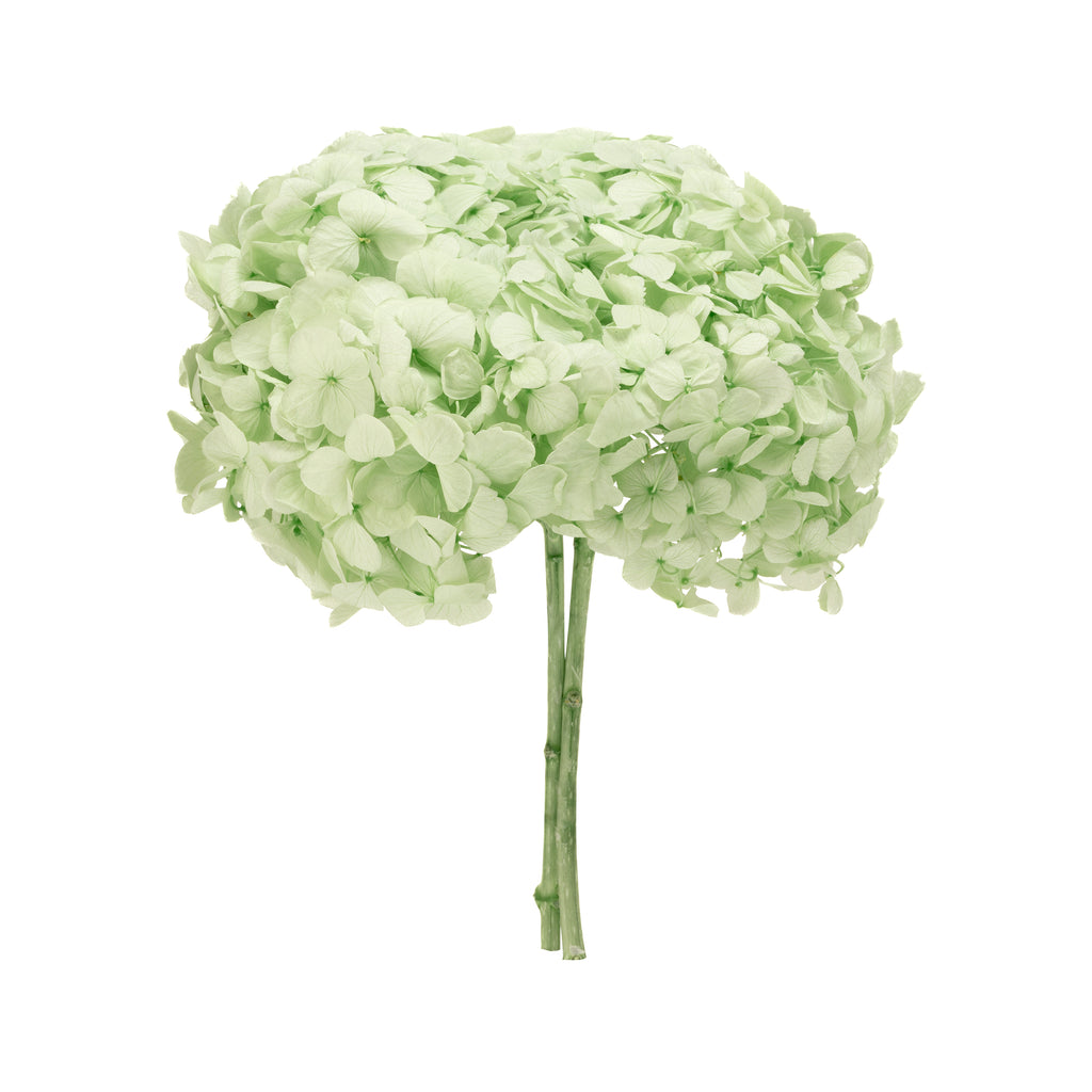 Stromek Gold Hortensie
