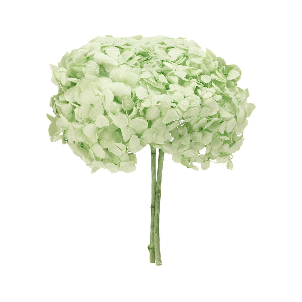 Stromek Gold Hortensie