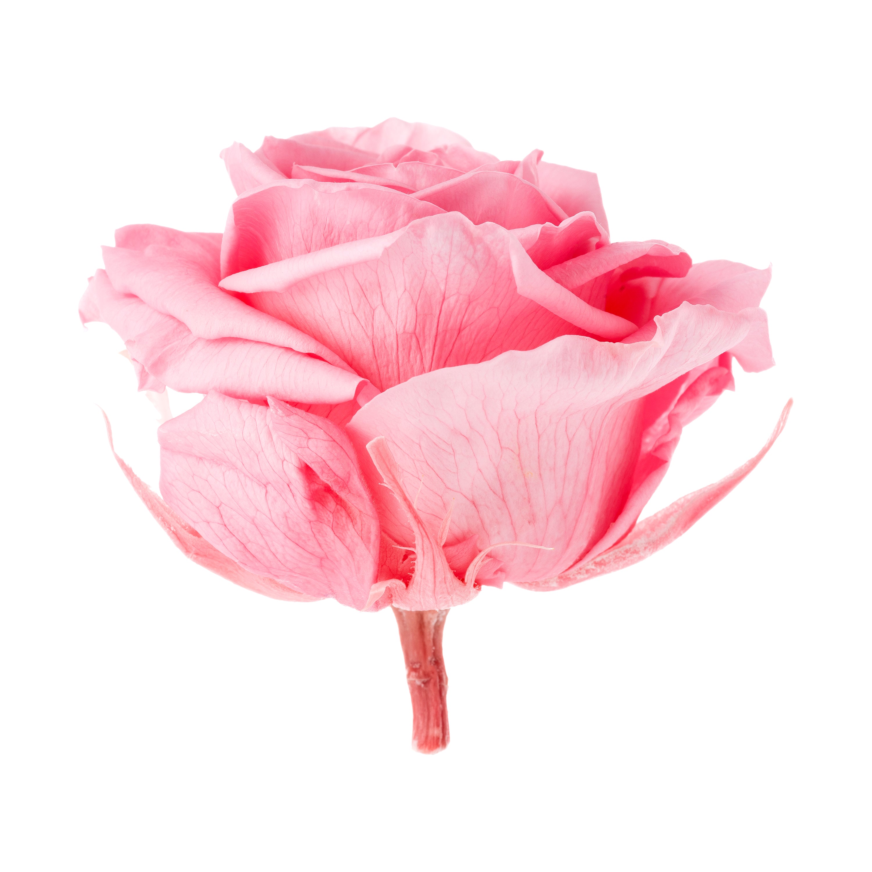 Premium Rosenköpfe
