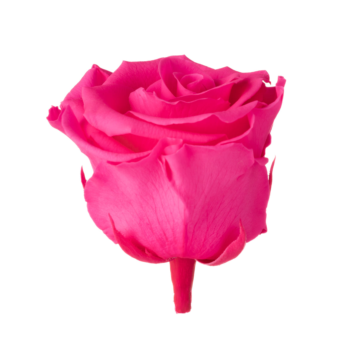Standard Rosenköpfe