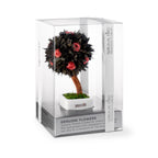 Stromek Gold Pittosporum