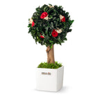 Stromek Gold Pittosporum