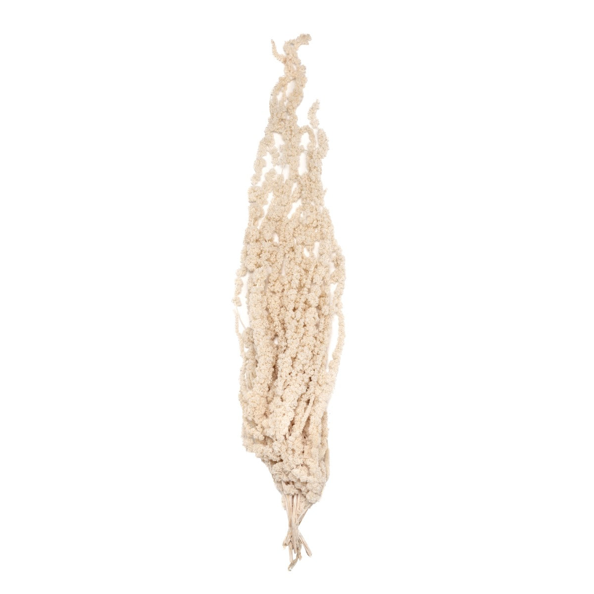 Amaranthus