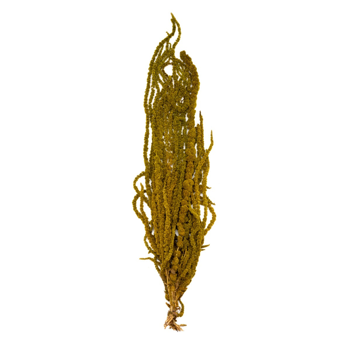 Amaranthus