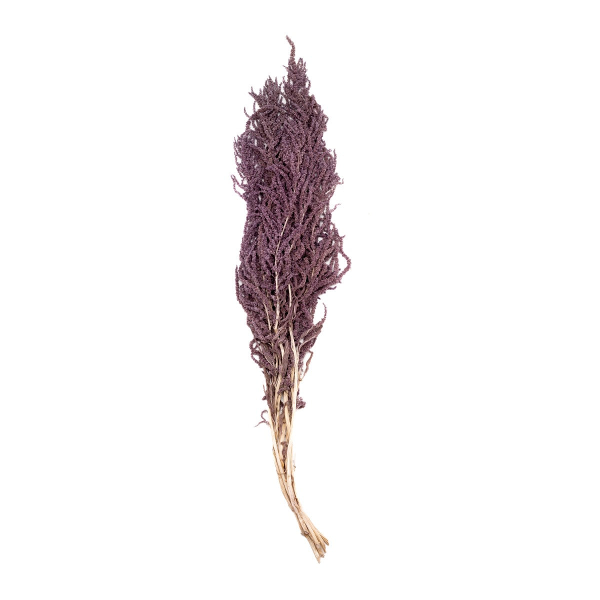 Amaranthus