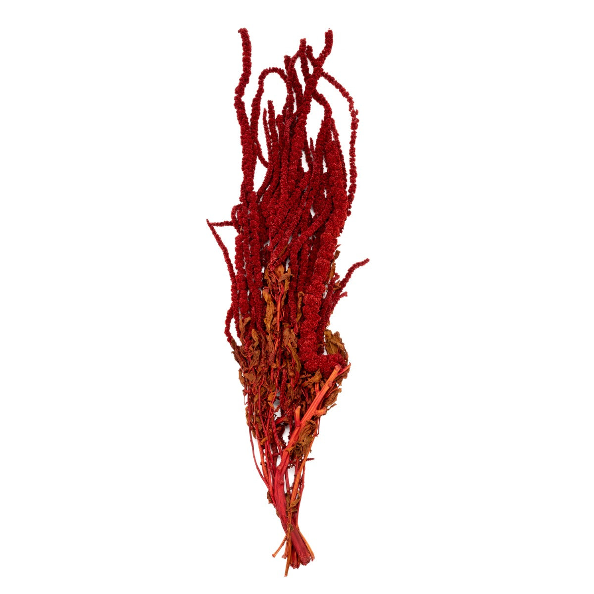 Amaranthus