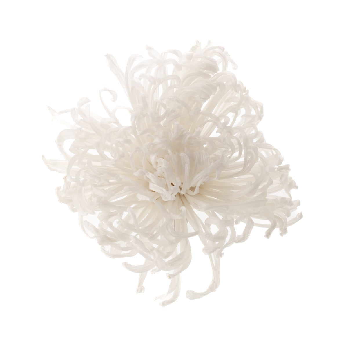 Chrysantheme Anastasia