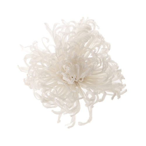 Chrysantheme Anastasia