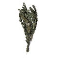 Cinerea