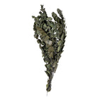 Cinerea