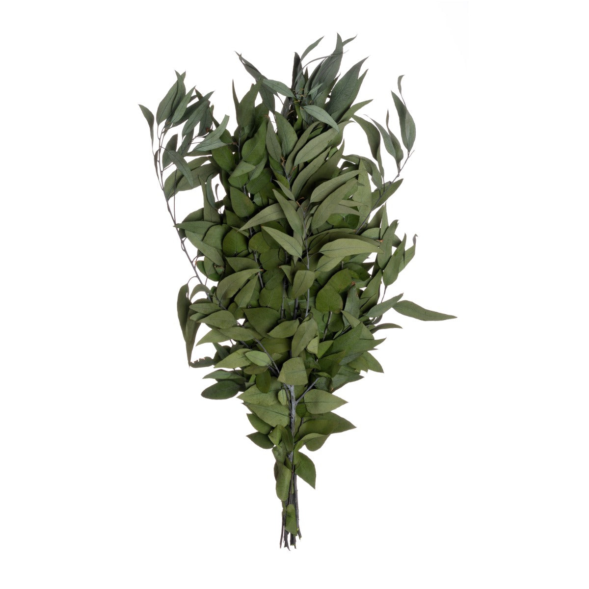 Eukalyptus wild, lose