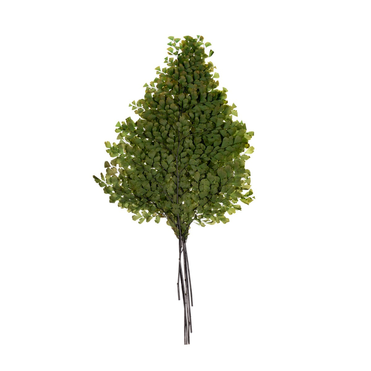 Lutti Fern