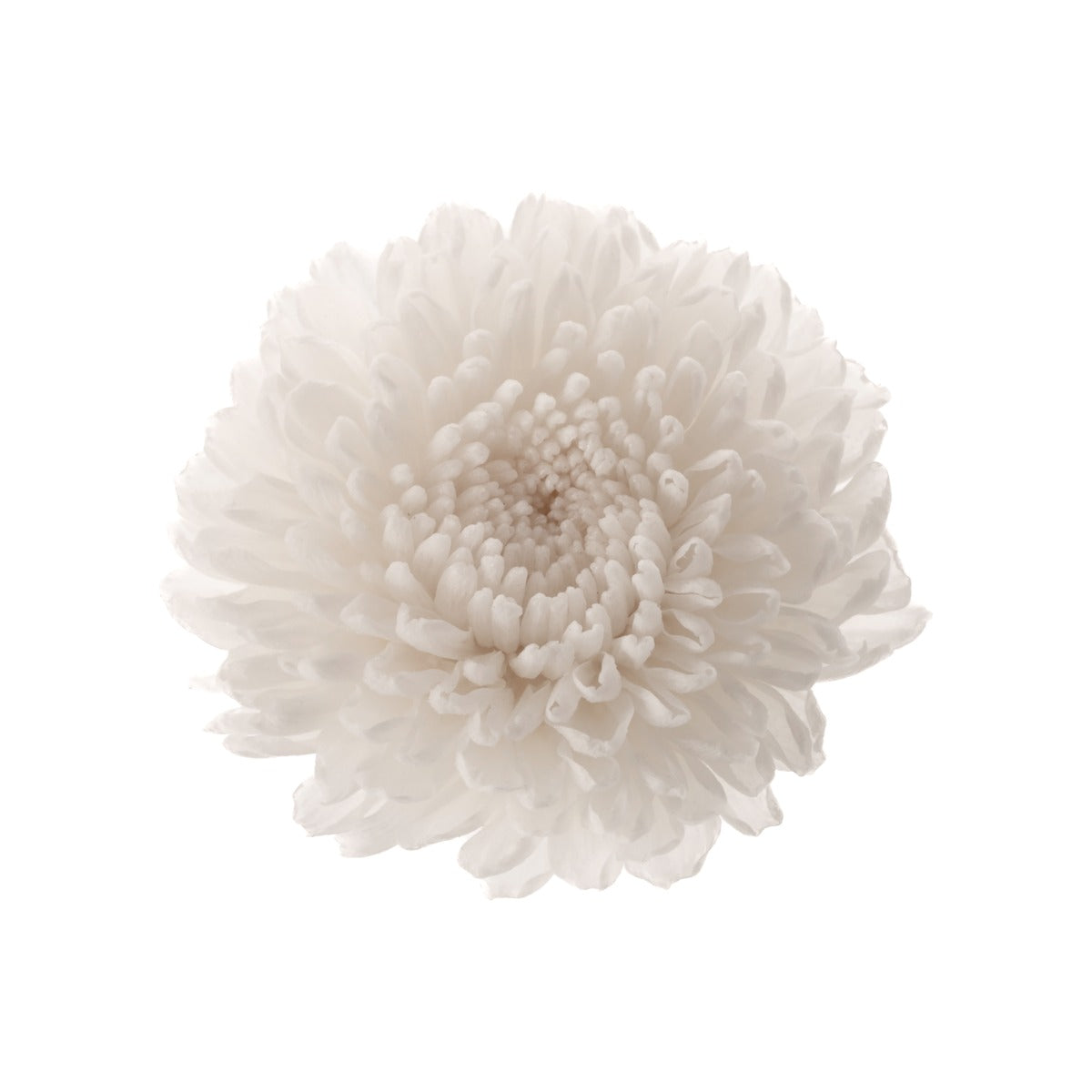 Chrysantheme Focus