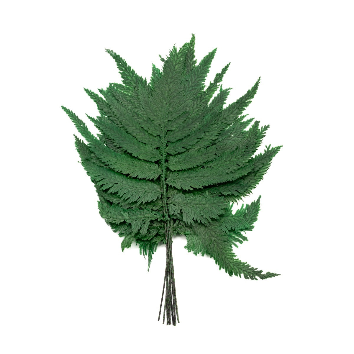 Plume Fern