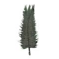 Rock Fern