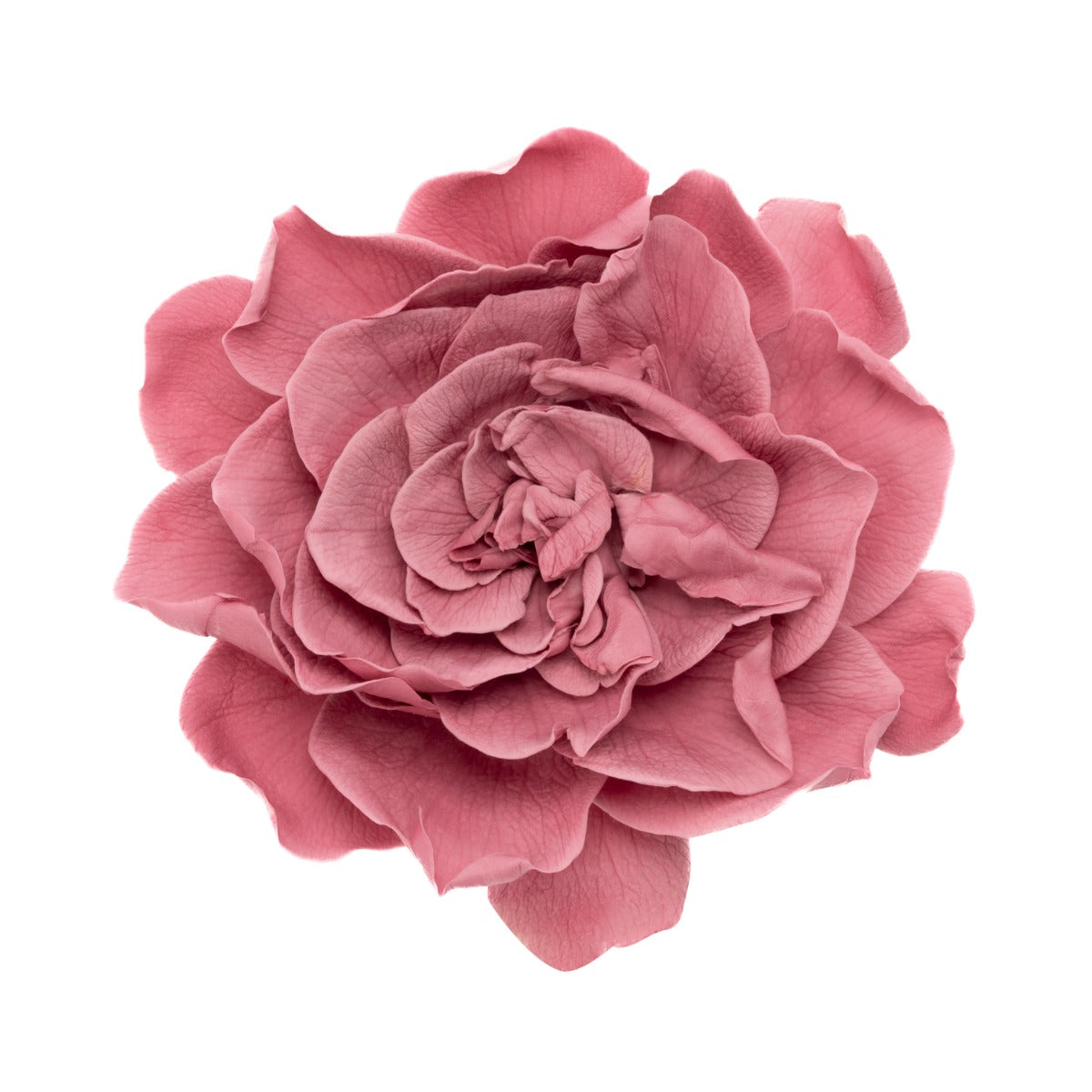 Gardenia