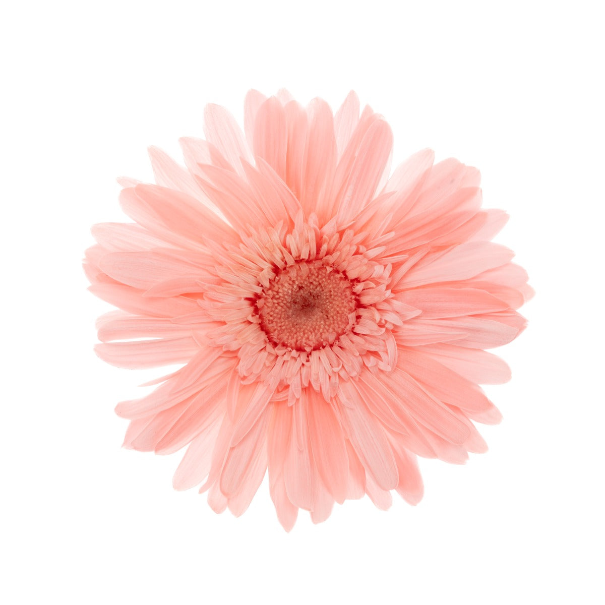 Gerbera