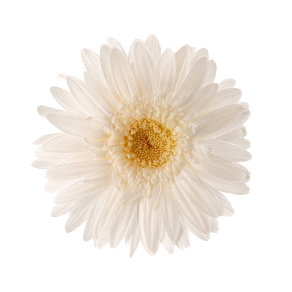 Gerbera