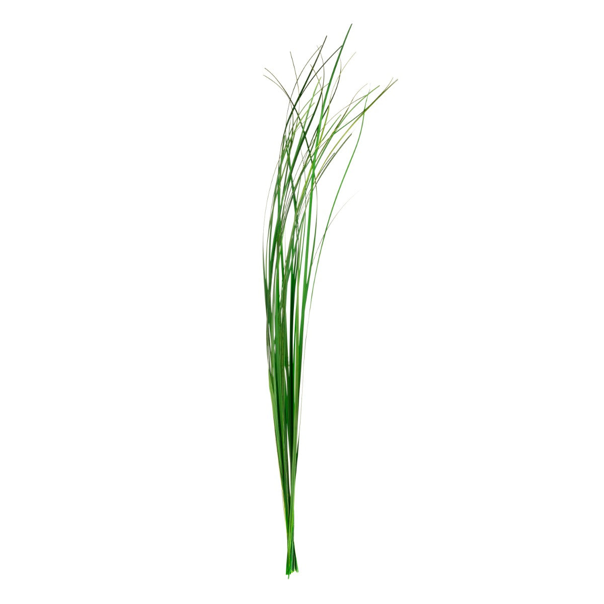 Ginerium